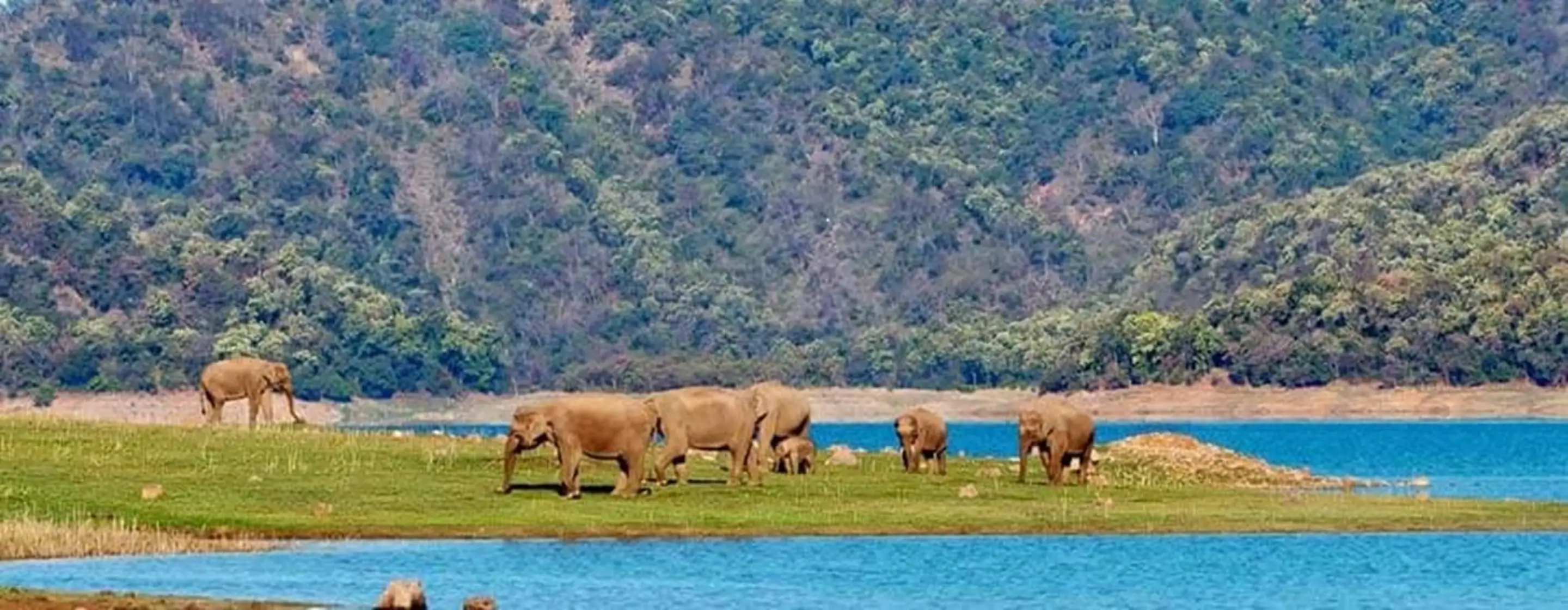 Jim Corbett National Park Tour From Delhi 2 Days 1 Night Tour